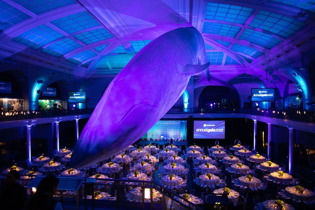 2023 Gala hosted at the American natural History Museum in NYC with William the Whale